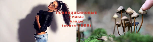 стаф Алзамай
